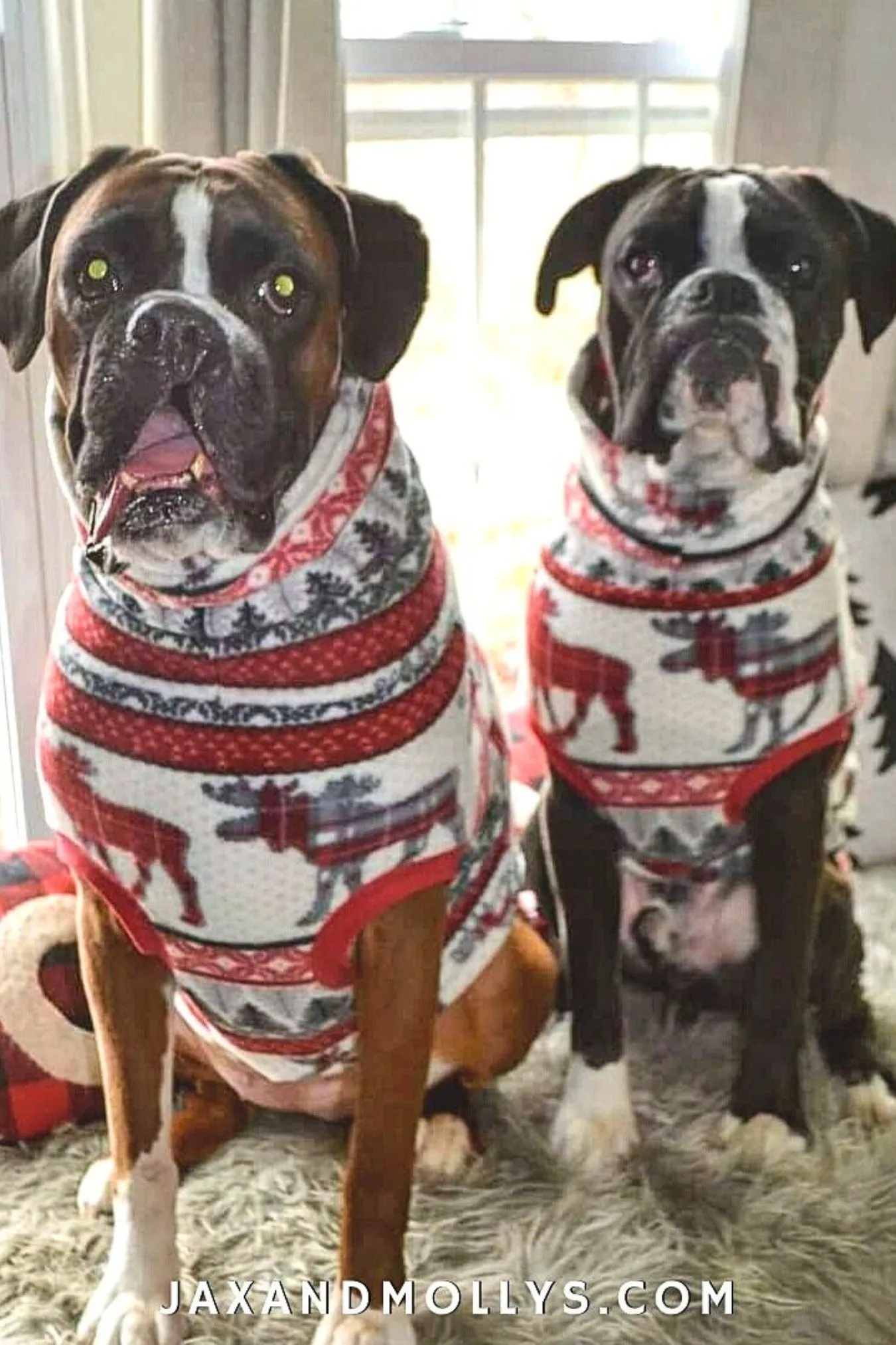 10% OFF SALE - Moose & Pine Holiday Dog Sweater - XXL